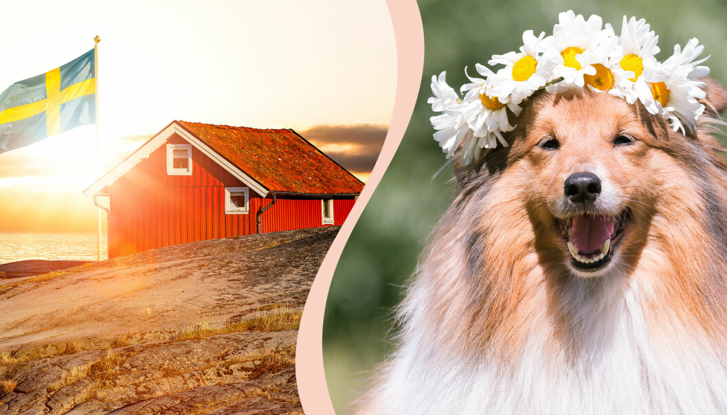 Till vänster, en röd stuga och en svensk flagga, till höger, en hund med en krans.