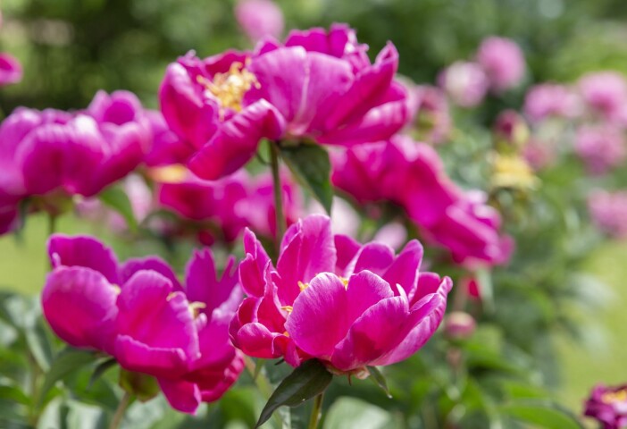 En generöst blommande pion kan lätt ta andan ur dig och locka dig att göra överdådiga buketter. Här är det 'Mikado' som visar upp sin skönhet. Blommande pion 'Mikado'.