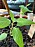 En liten grön minikiwiplanta i en plastkruka med jord och en nedstucken odlingspinne där det står minikiwi.