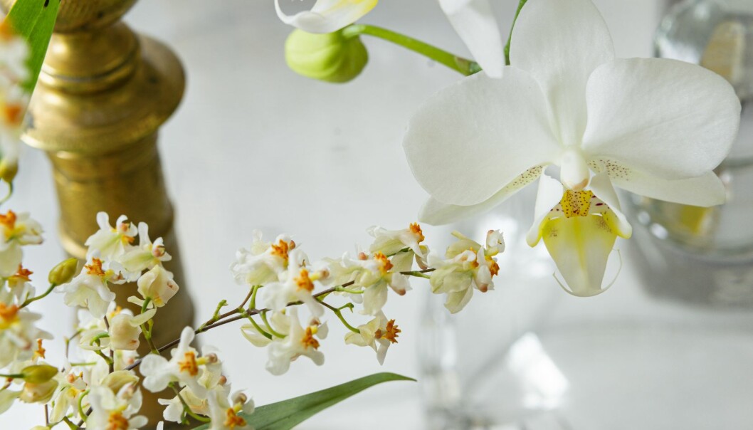 Skillnaden i blomstorlek är fascinerande. Miniorkidén Tiny Twinkle i sällskap med en normalstor brudorkidé.