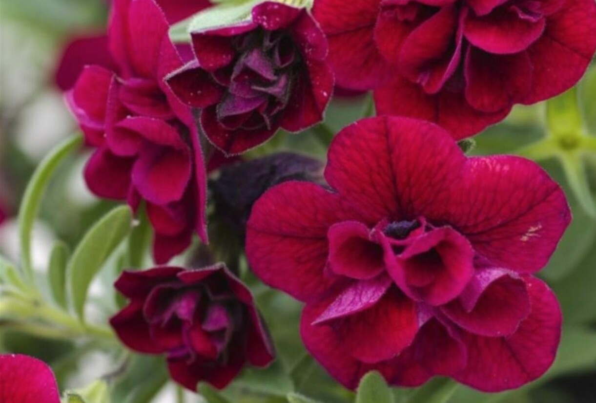 Minipetunia 'Superbells Double Ruby'