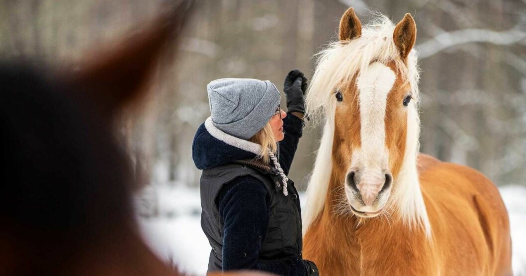 Carinas sambo använde djuren som ett sätt att tvinga kvar Carina i relationen. Foto: Birgitta Wiberg