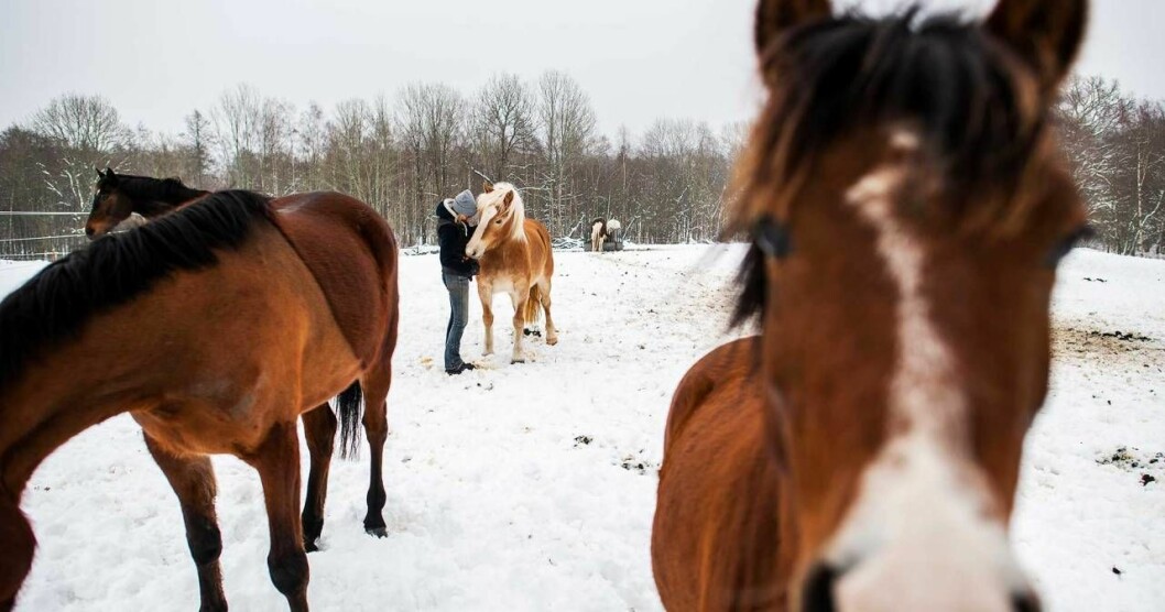 En som jobbade på kvinnojouren tog hand om en av Carinas hästar privat så att Carina kunde undkomma sin sambo. Foto: Suvad Mrkonjic En som jobbade på kvinnojouren tog hand om en av Carinas hästar privat så att Carina kunde undkomma sin sambo. Foto: Birgitta Wiberg