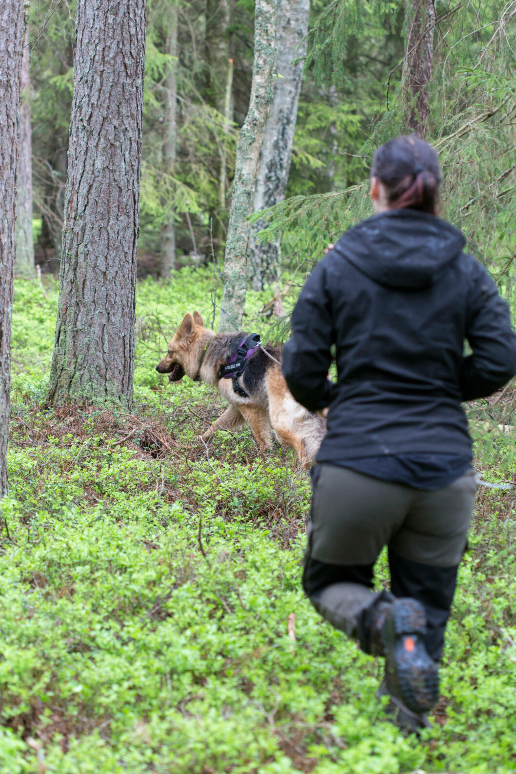 Jessica Bengtssons blandrastik Daisy söker i skogen