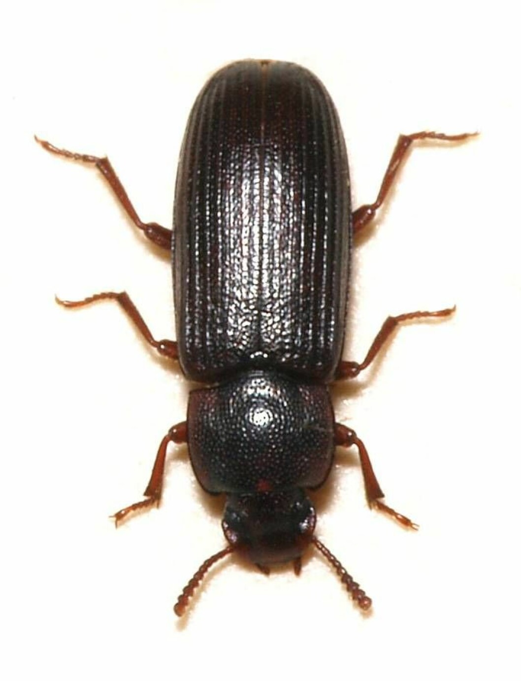 Mjölbagge. Foto: <a href="https://commons.wikimedia.org/wiki/File:Tribolium.destructor.jpg" target="_blank" rel="noopener">Wikimedia</a> Mjölbagge. Foto: Shutterstock