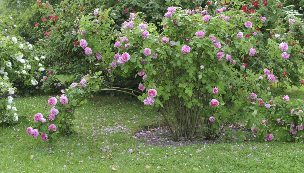 Portlandrosen Mme Boll, Comte de Chambord, blir drygt en meter stor.
