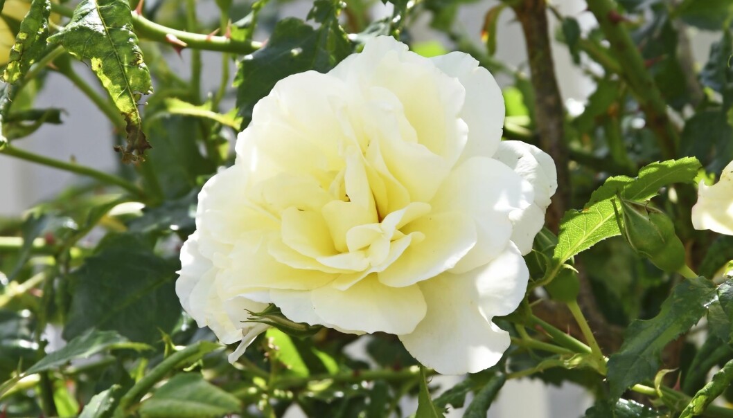 'Leverkusen' är en modern klätterros som är härdig, skuggtålig och blommar rikligt. Den doftar svagt av citron. 'Leverkusen' är en modern klätterros som är härdig, skuggtålig och blommar rikligt. Den doftar svagt av citron.