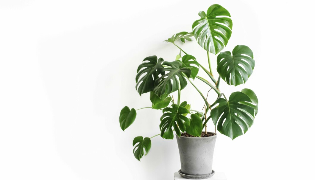 Placera monstera ljust, men inte i direkt sol.