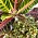 Krukväxter med rikt färgade blad har länge varit, och är fortfarande, mycket efterfrågade. Det finns många olika sorters kroton, här är en kroton 'Excellent' tillsammans med den populära svenskodlade rexbegonian.
