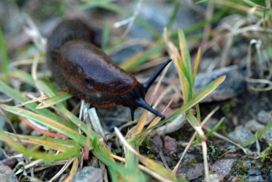 Håll mördarsniglar borta med hjälp av kaffesump. Foto: IBL Bildbyrå Kaffesump håller borta mördarsniglar.