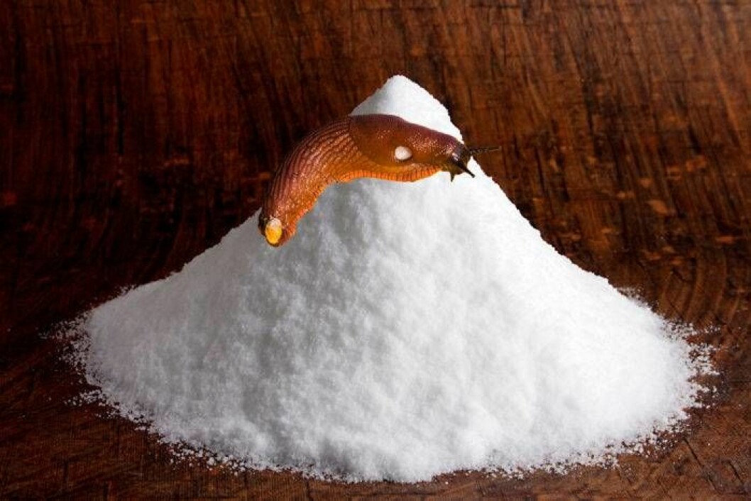Använd aldrig salt för att döda sniglarna, det är både långsamt och plågsamt.