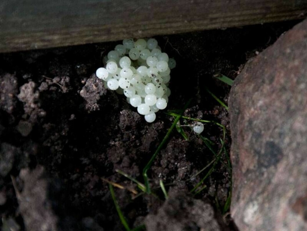 Foto: Anni Andreasson Mördarsnigelägg under stenar.