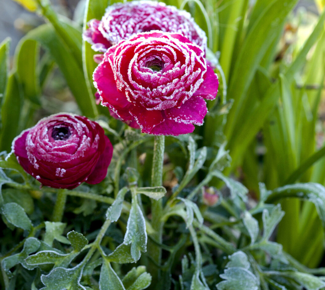 De fantastiska blommorna har massor av korsblad som sitter tätt, tätt och finns i mängder av färger. Här har en mörkrosa planterats ihop med multiflorahyacint. Foto: Annika Christensen Mörkrosa ranunkel tillsammans med grön hyacint.