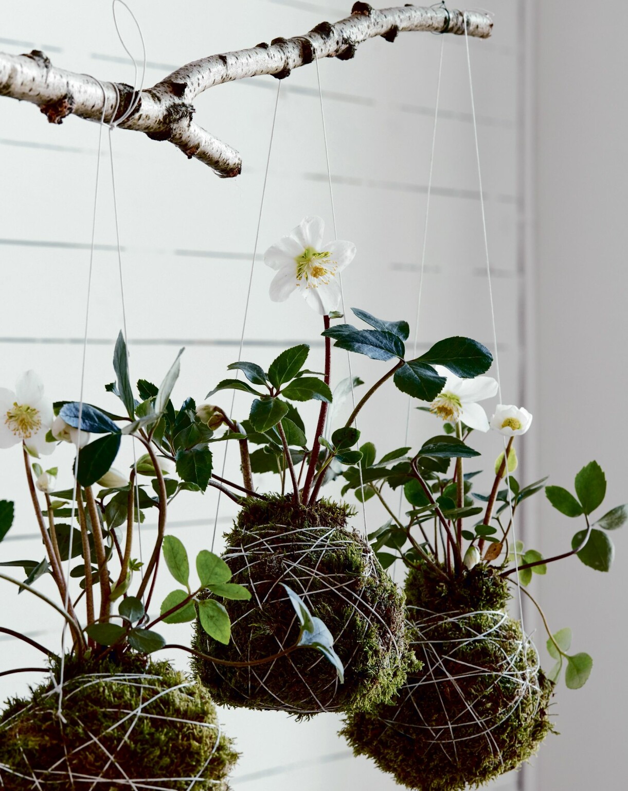 Tips! En kokedama som hänger utomhus behöver i regel mindre vatten eftersom luften är fuktig. Mossbollar – kokedama – med julrosor.