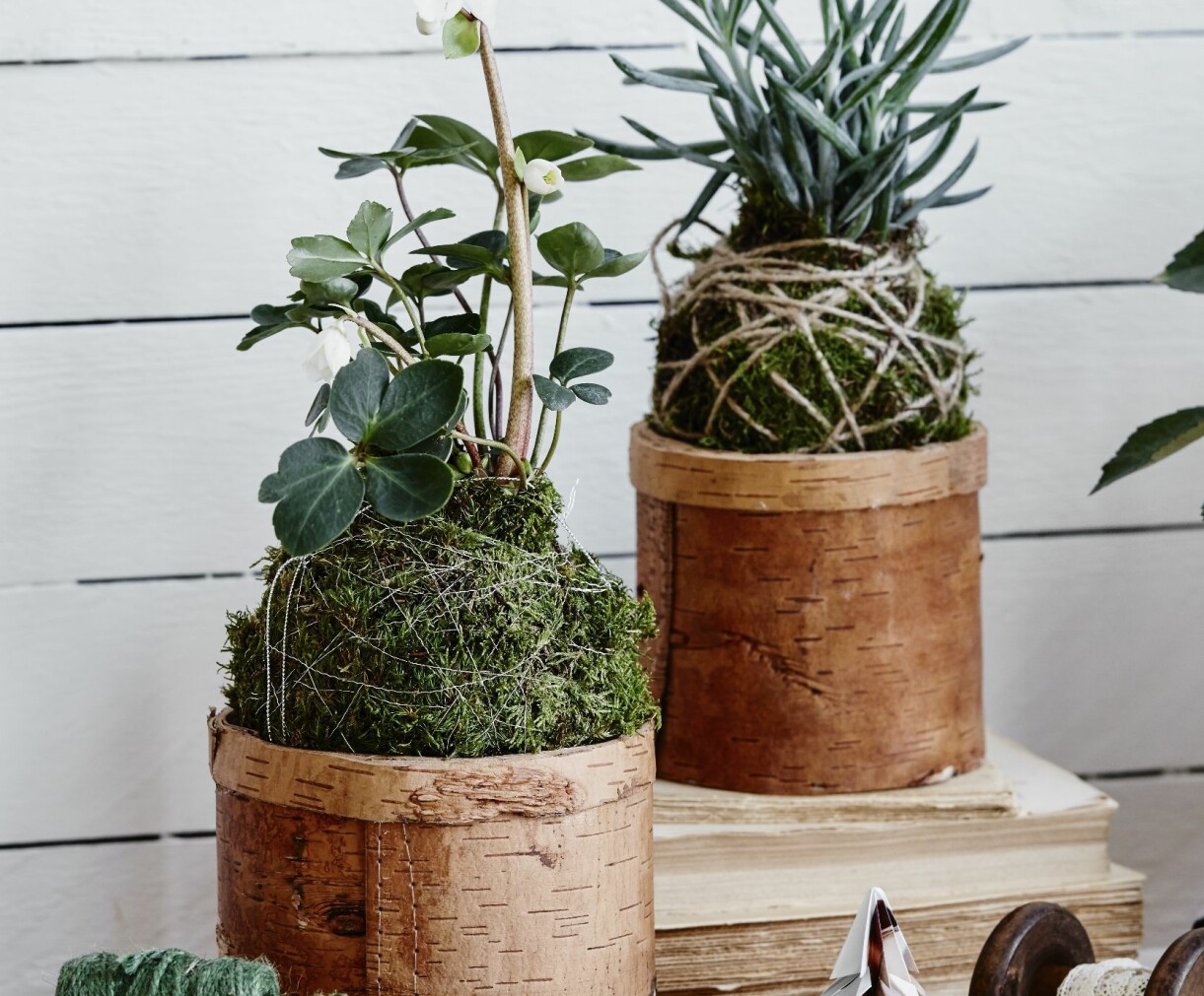 Fina burkar fungerar också fint som placering av dina mossklot. Mossklot – kokedama – planterade i fina burkar.
