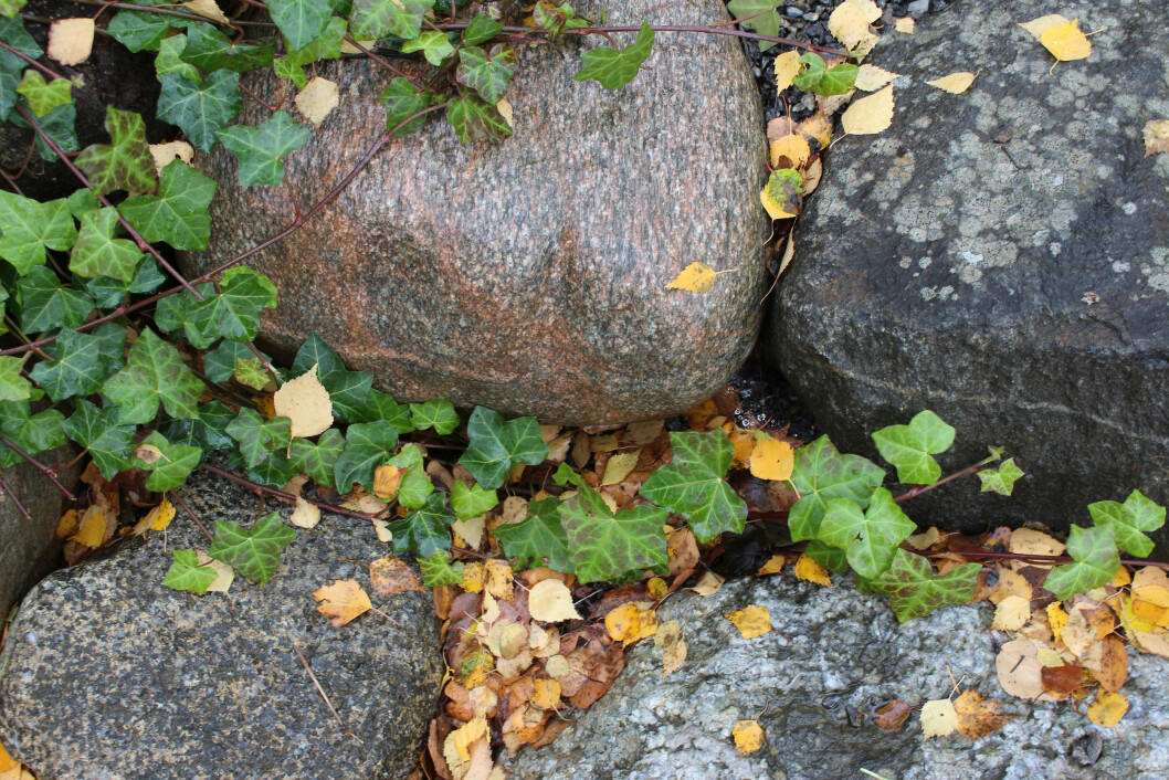 Vacker murgröna på stenar i Johannas trädgård på hösten.