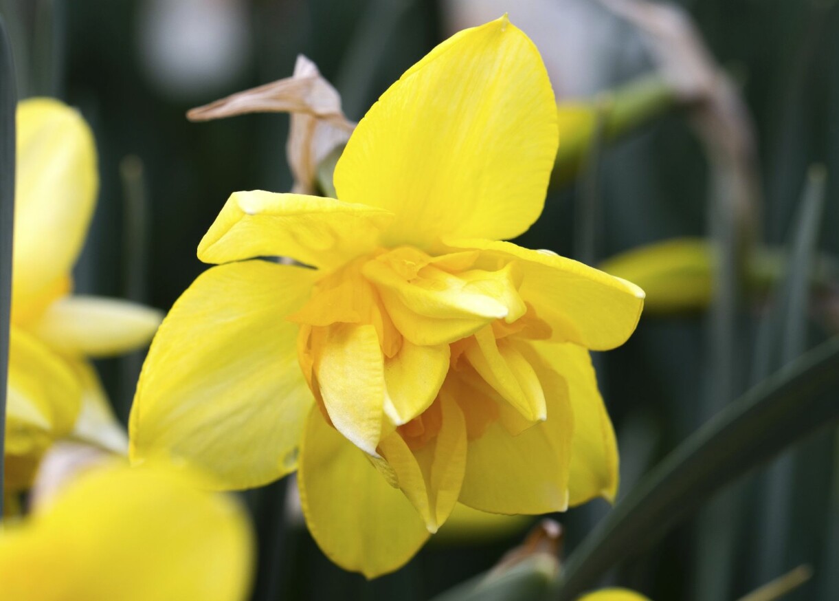 Mustigt gyllengul är den dubbla narcissen 'Queen's Day'. Mustigt gyllengul är den dubbla narcissen 'Queen's Day'.