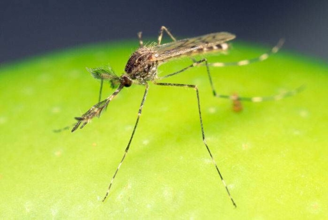 Myggor är riktiga smittbärare och kan sprida sjukdomar som malaria och denguefeber på många håll i världen. Foto: IBL Bildbyrå Myggor är riktiga smittbärare och kan sprida sjukdomar som malaria och denguefeber på många håll i världen.