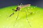 Myggor är både irritationsmoment och smittbärare