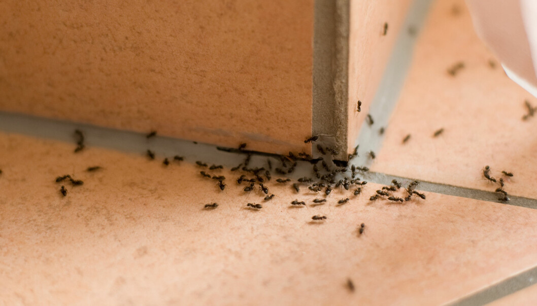 Myror kryper inomhus på golvet och väggen