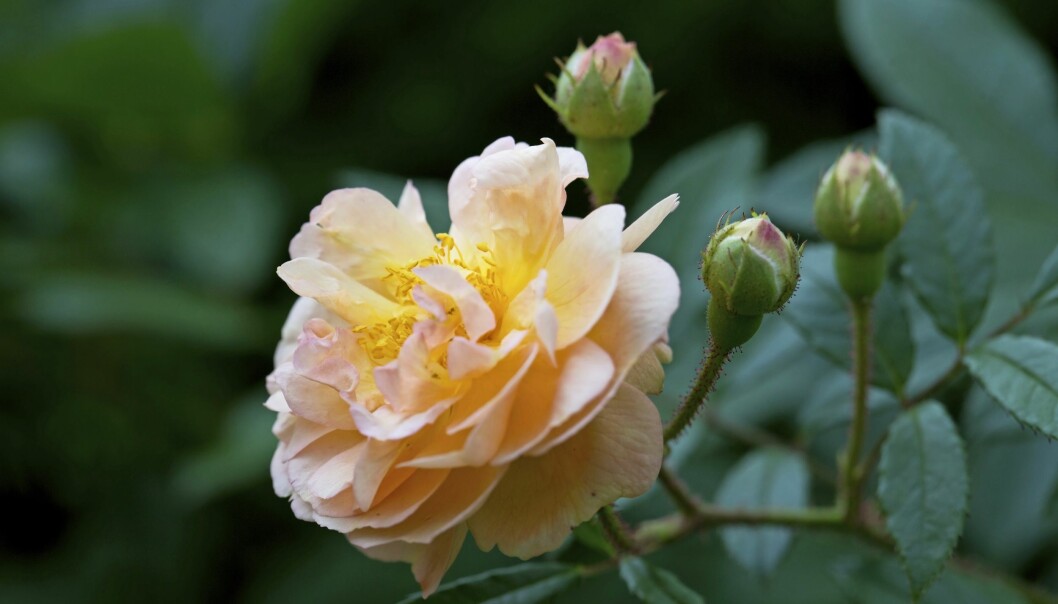 ’Ghislaine de Féligonde’ Myskros.