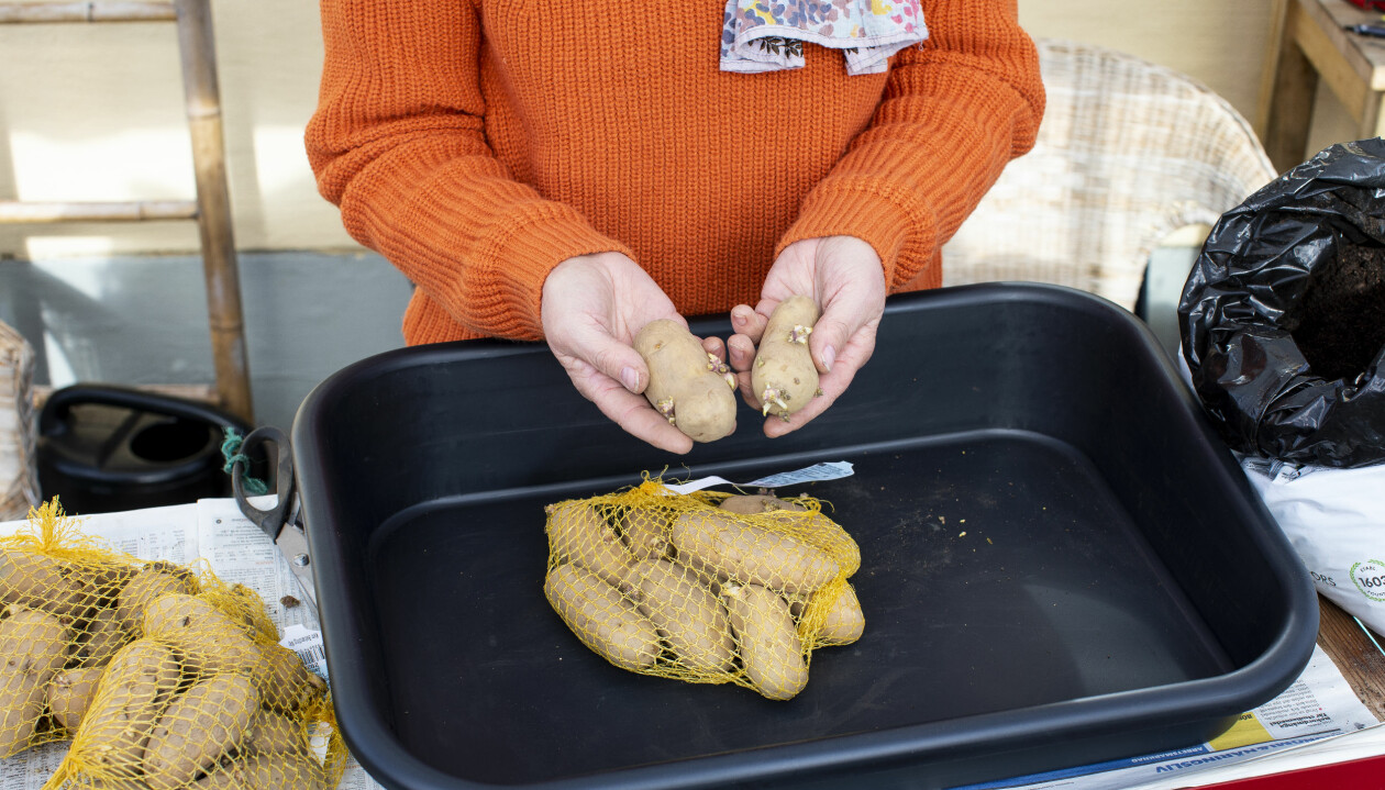 När du köper sättpotatis har de ofta börjat gro.
