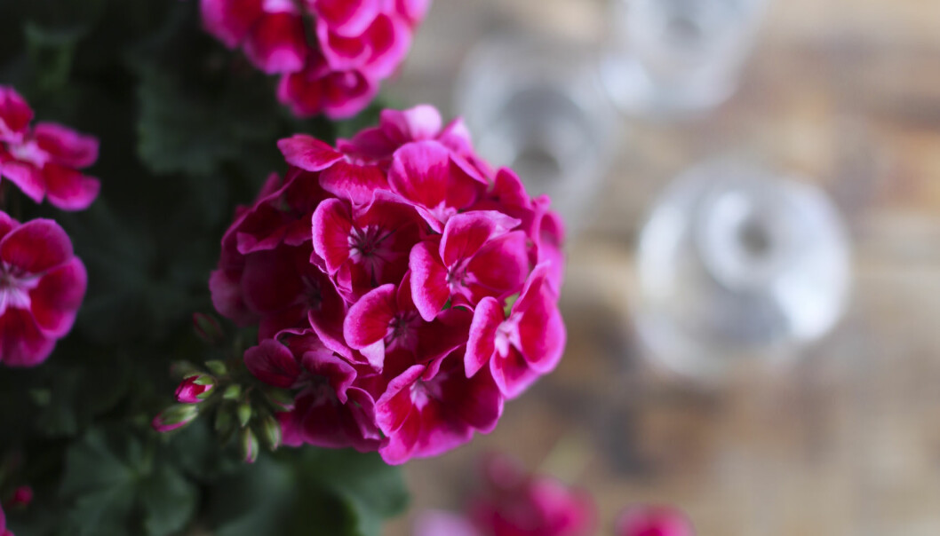 En skönhet som trivs ute och klarar både regn och vind. Foto: Ida Magntorn Närbild av Tango Deep Rose With Eye som den 26 mars utsågs till Årets pelargon 2020.