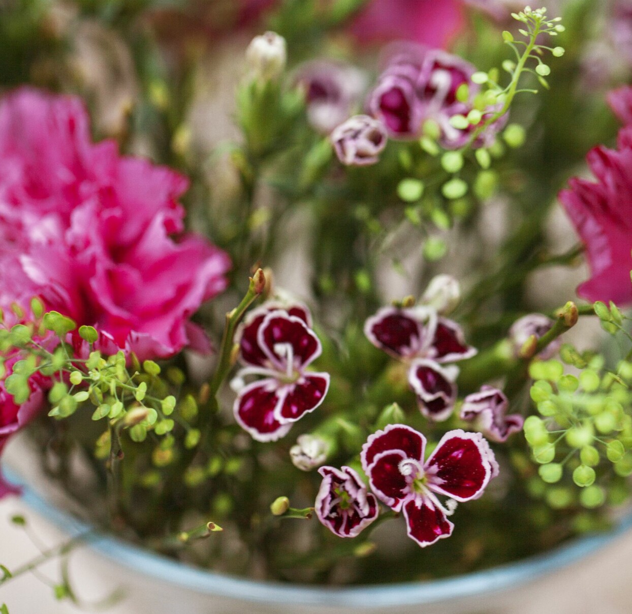 Foto: Malin Björkholm närbild på småblommig nejlika.