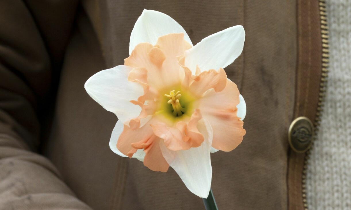 'Dance with me'. Narcissen 'Dance With Me'.