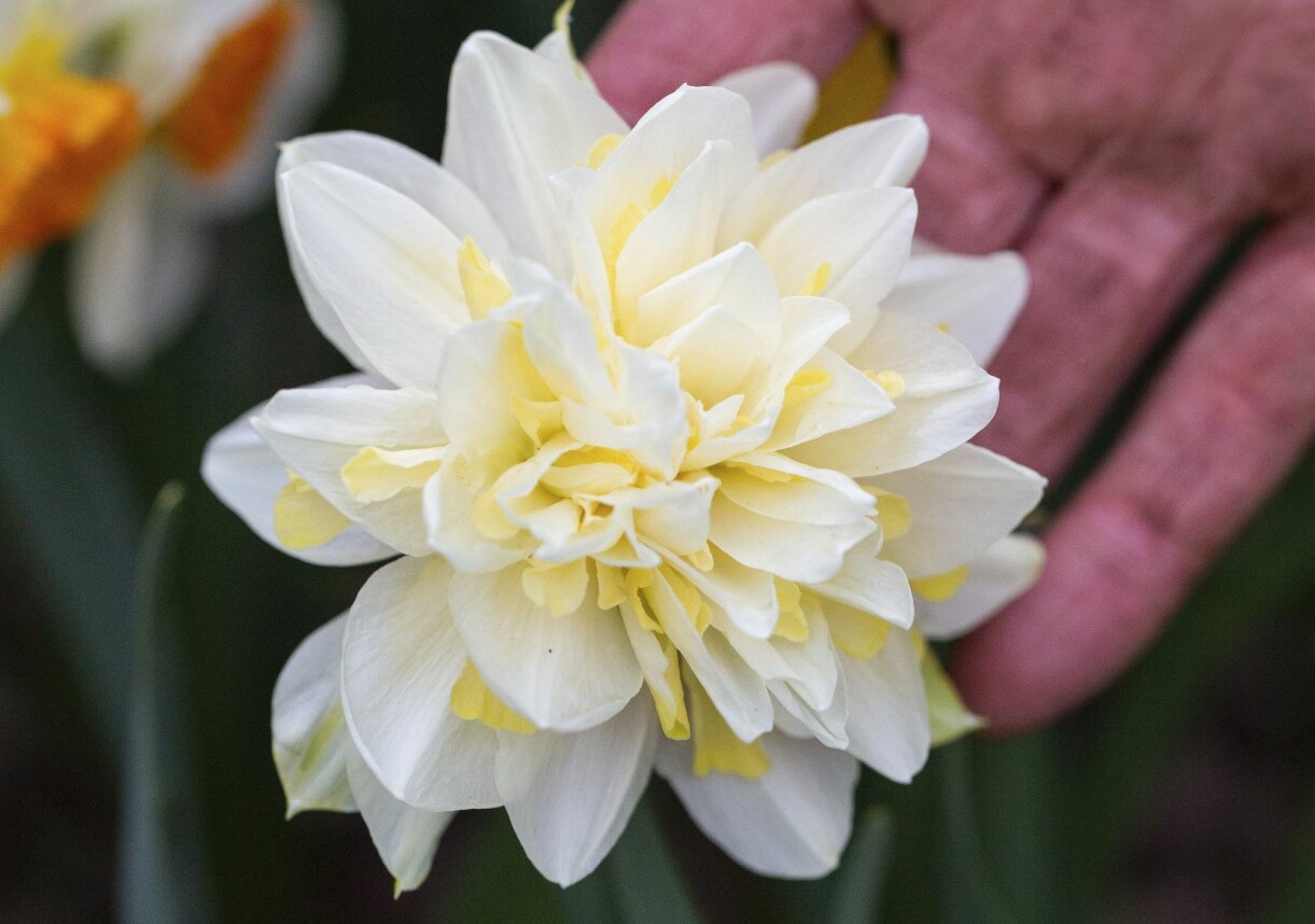 'Irene Copeland'. Narcissen 'Irene Copeland'.