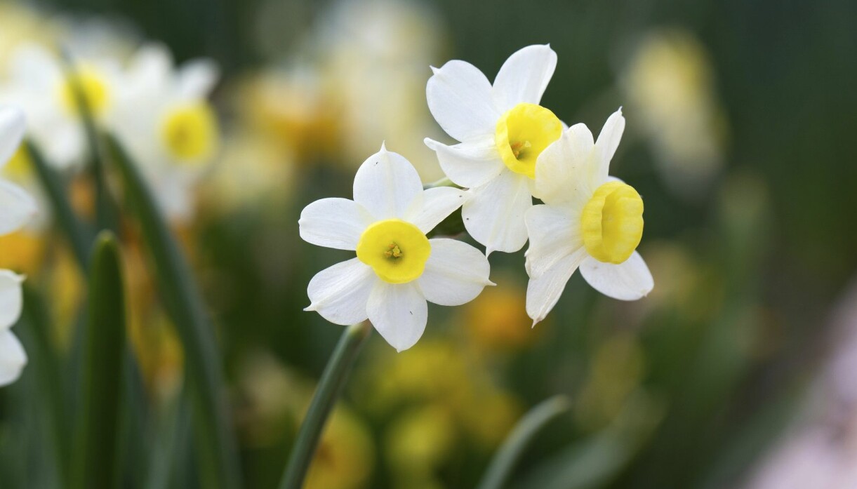 'Minnow'. Narcissen 'Minnow'.