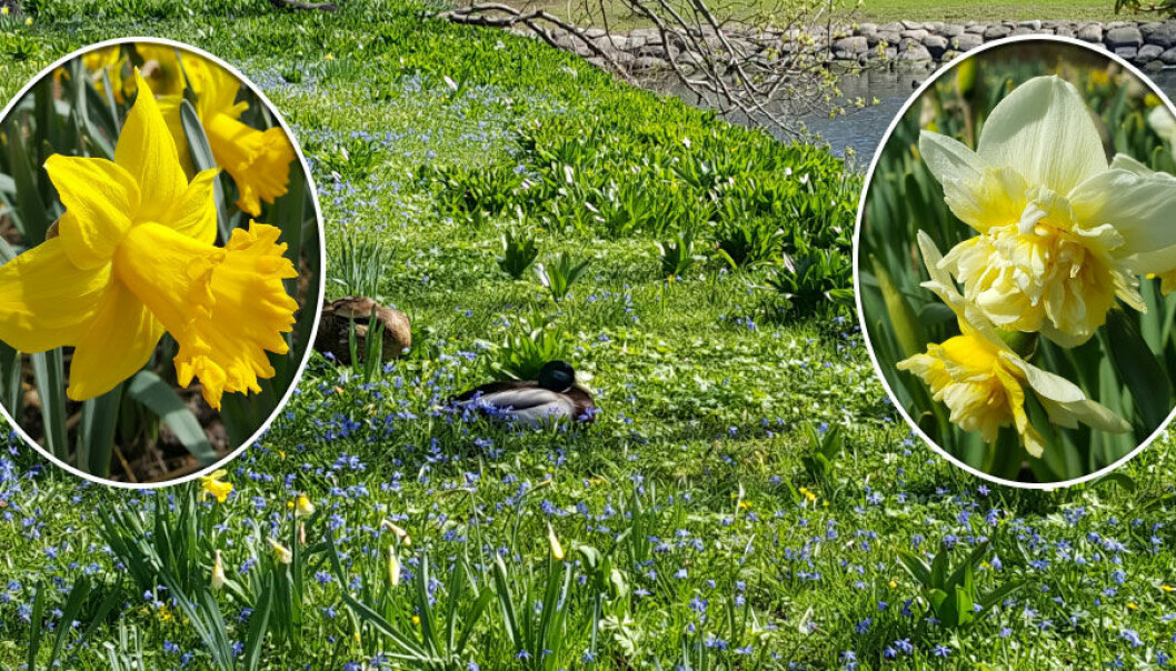 Narcisser blommar mellan april och maj. Sommarmånaderna vilar den sig och till hösten börjar den växa igen.