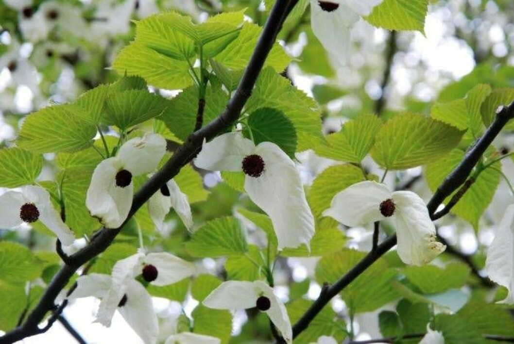 Näsduksträd. Foto: IBL Näsduksträd