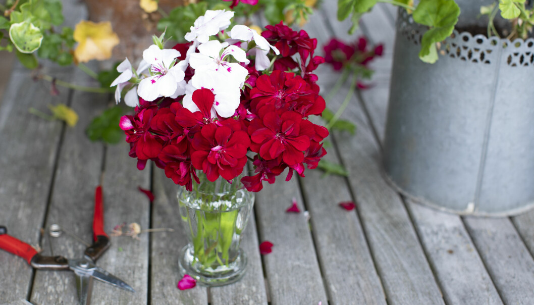 Nedklippta pelargonblommor i vas som snittblommor.