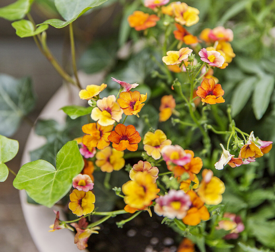 Nemesia är en sommarfavorit.