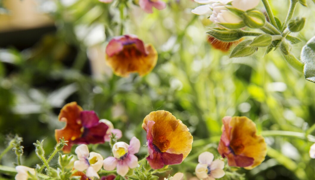 Nemesia finns i en uppsjö av vackra färger. En lättskött planta som blommar rikligt hela sommaren. Orange nemesia blommar hela sommaren på balkongen.
