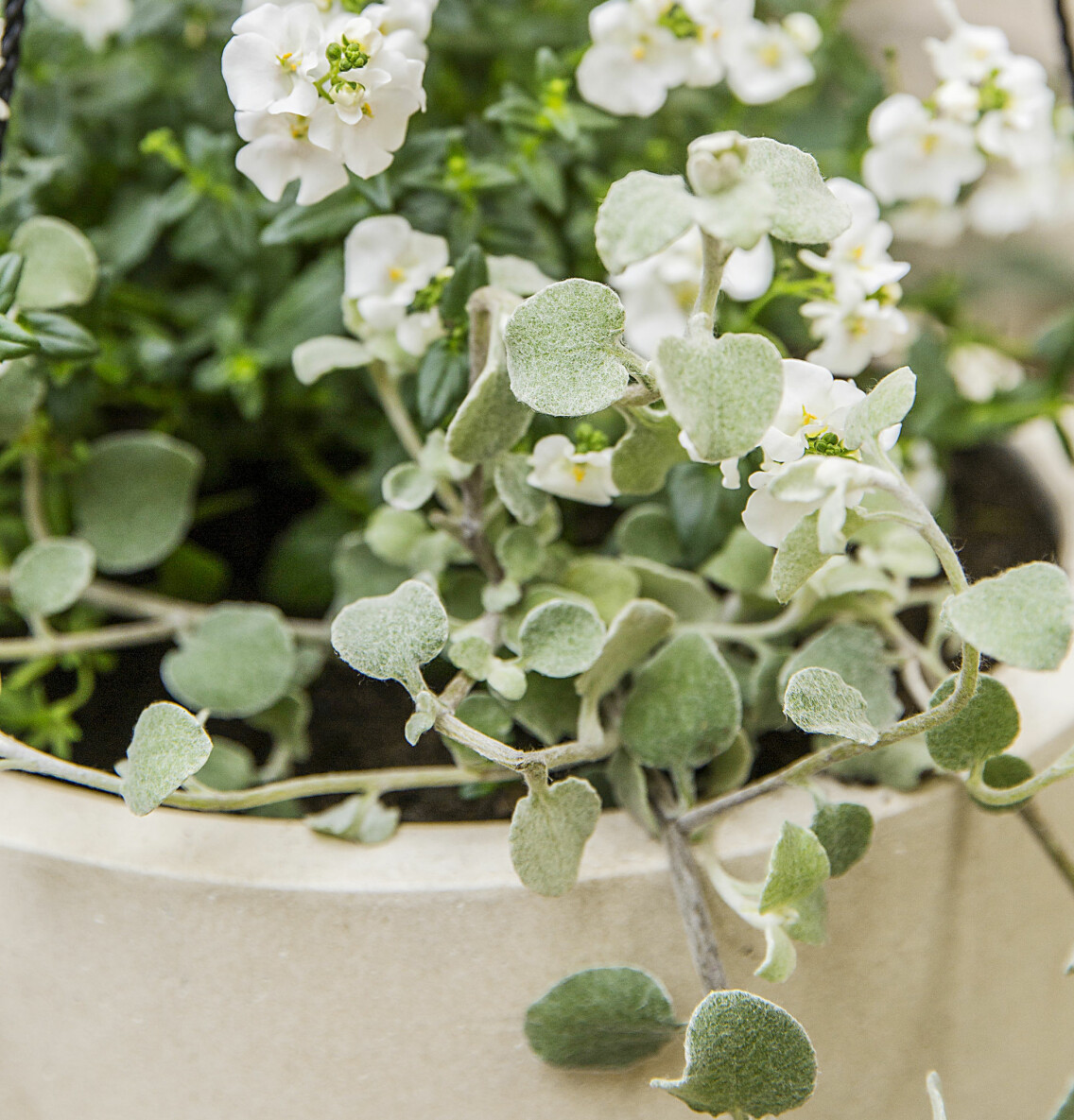 Nemesia och rabatteternell är fina i samma kruka.