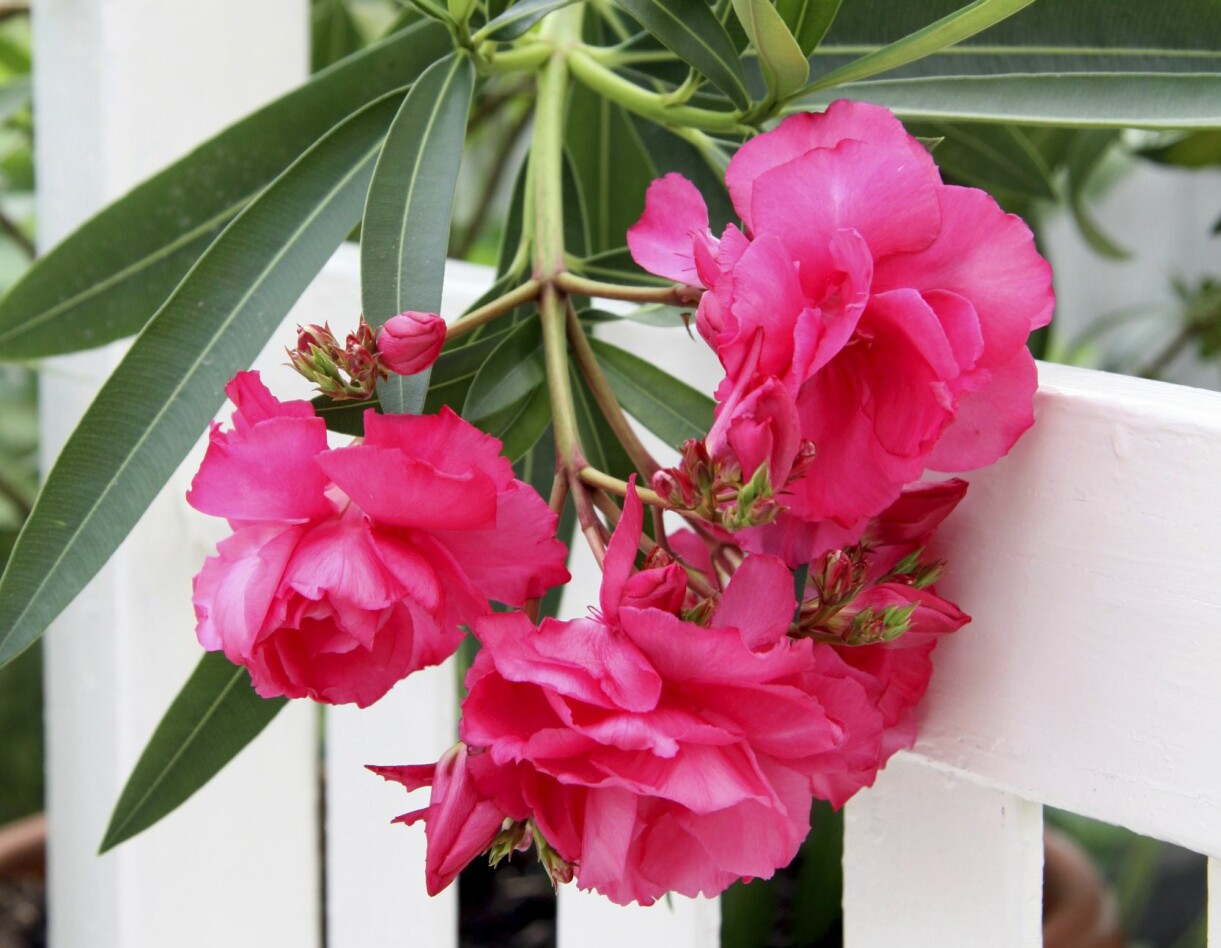 En nerium blommar rosa i uterummet.