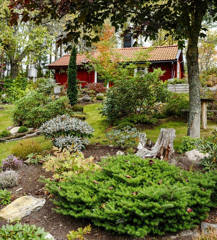 Nivåskillnaderna med flera meters sluttning utmärker Marjuts och Lars-Gunnars trädgård. Här växer bland annat idegran, Rhododendron ’Silbervelours’ och koreagran Nivåskillnaderna med flera meters sluttning utmärker Marjuts och Lars-Gunnars trädgård. Här växer bland annat idegran, Rhododendron ’Silbervelours’ och koreagran