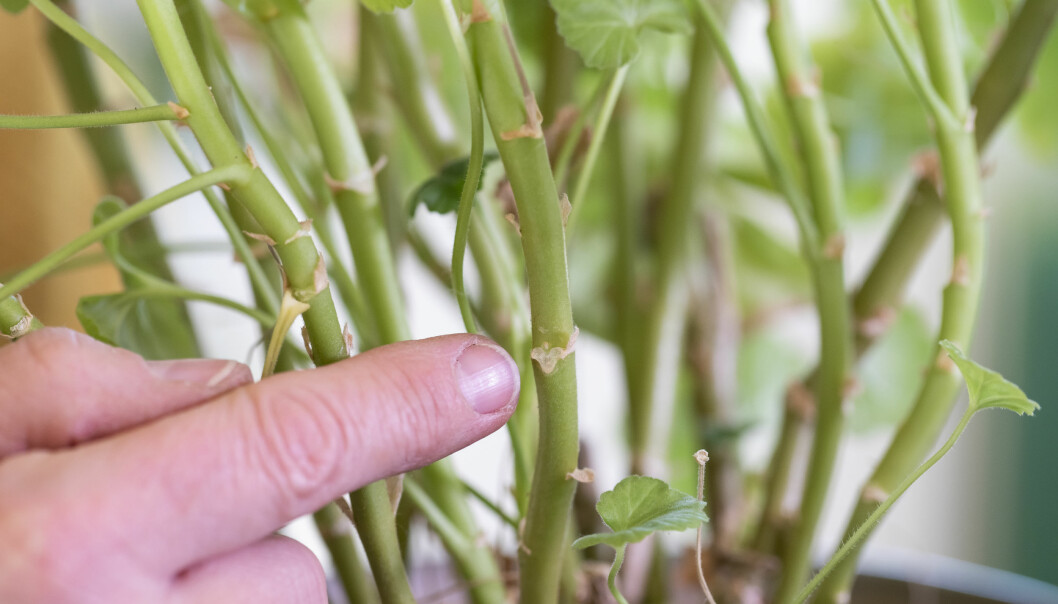 Noden på pelargonen där det kommer att växa ut ett nytt skott. Noden på pelargonen där det kommer att växa ut ett nytt skott.