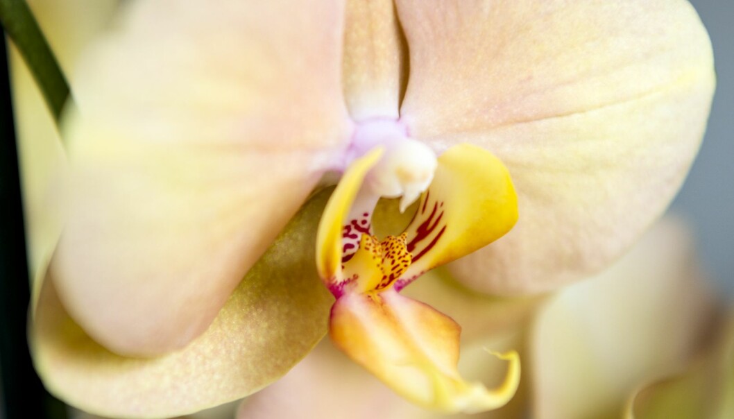 Brudorkidéer finns i alla färger utom blått. Den här är vackert nougatrosa. Längst in i blomman ser man ett vinrött mönster som visar pollinerande insekter var de ska krypa in. Nougatrosa brudorkidé.