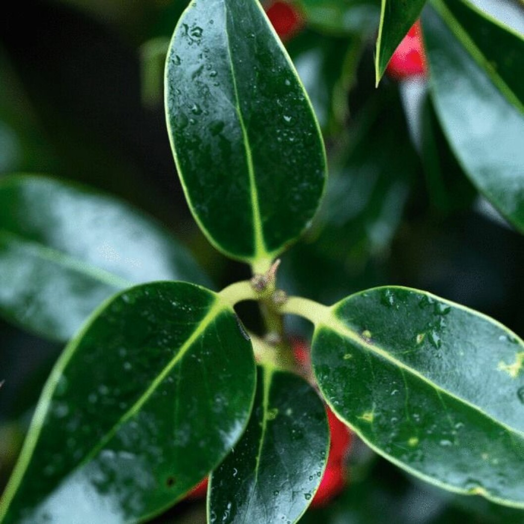 Järnek ’Pyramidalis’ växer naturligt i pyramidform upp till 4 m. Tätväxande, får rikligt med bär och släta blad. Foto: Kira Brandt Järnek 'Pyramidalis' växer naturligt i pyramidform