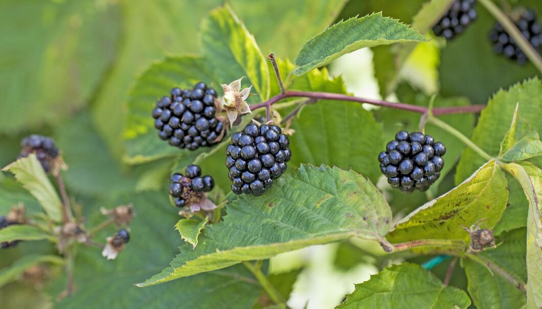 Ovanliga, nya bärsorter: plantering, skötsel, skörd | Allas