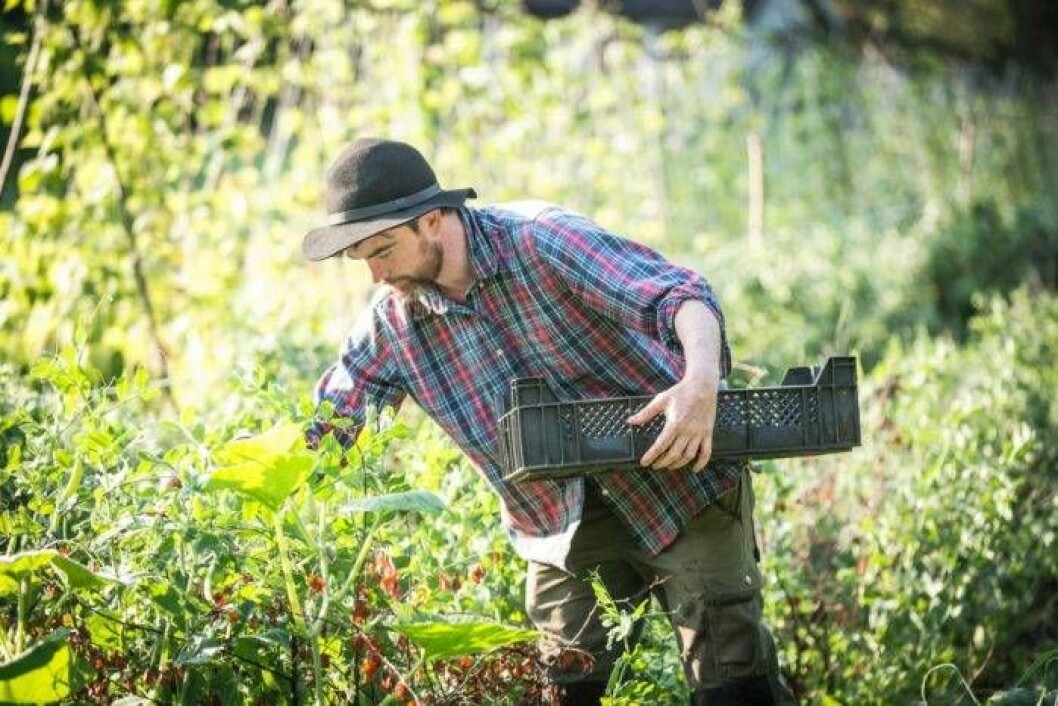 Torsdag och fredag är vikta för skörd. Det är arbetsintensiva dagar som börjar tidigt på morgonen för att leveranserna ska hinna ut på eftermiddagen. Foto: Anders Bergön Nybrukarna skördar på torsdagar och fredagar.