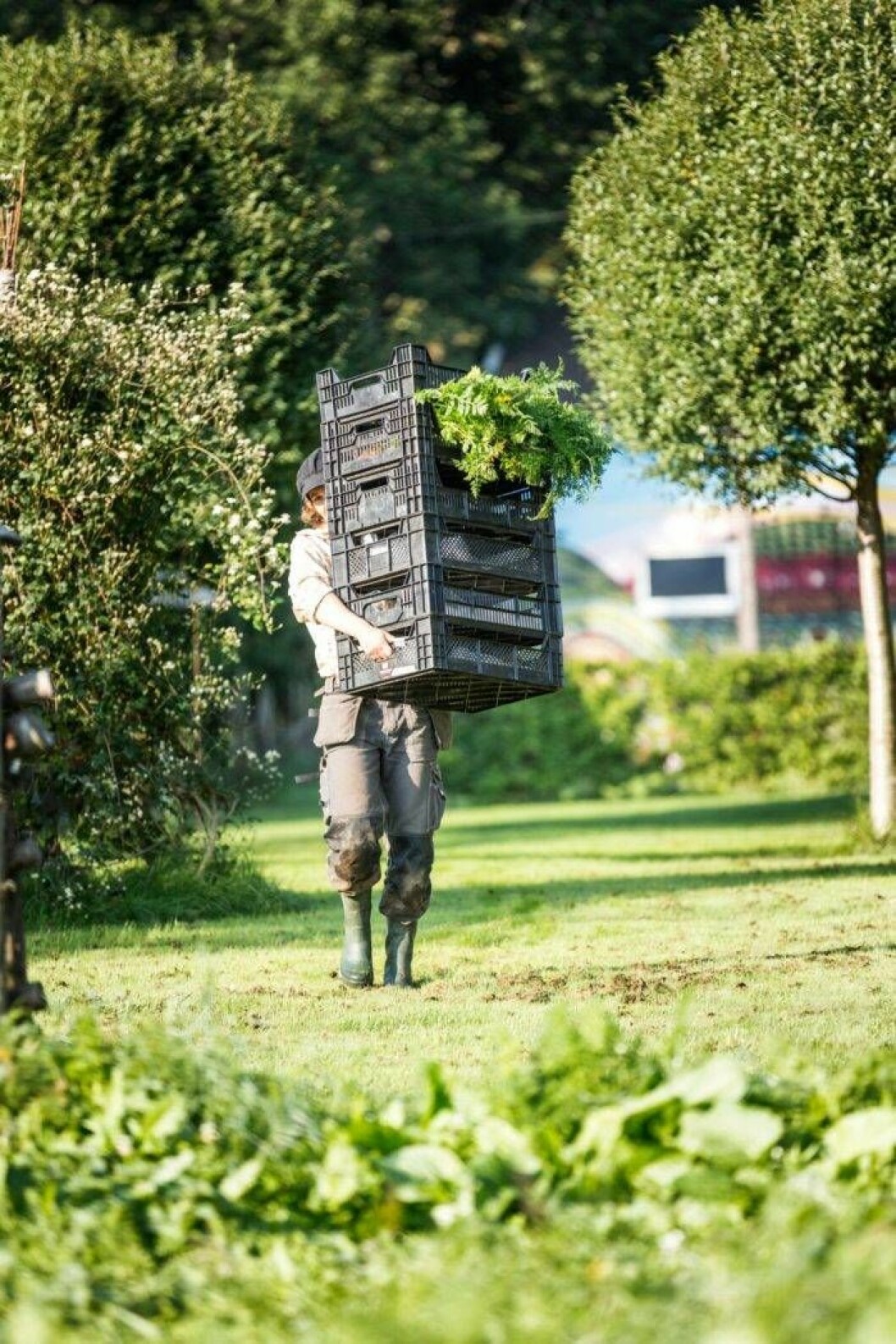 Roligt, lärorikt, men också fysiskt krävande. Efter en arbetsdag ute i fälten sover man garanterat gott. Foto: Anders Bergön Nybrukarnas arbete är givande men tungt.