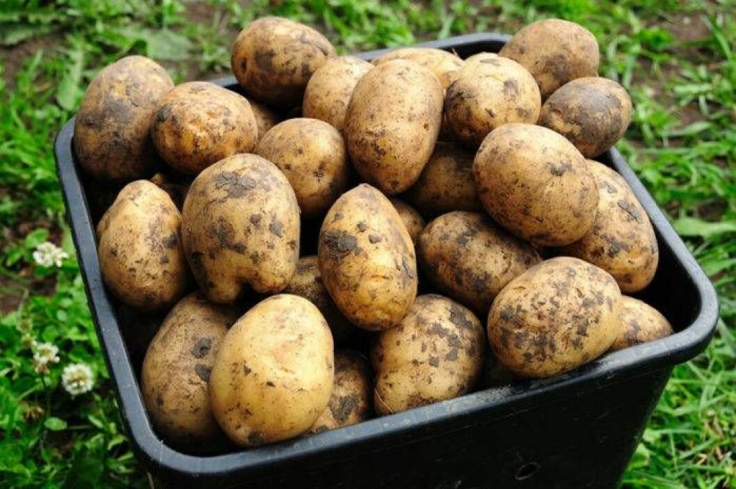 Skördad potatis lagom till midsommar! Foto: Shutterstock/IBL Skördad potatis lagom till midsommar!