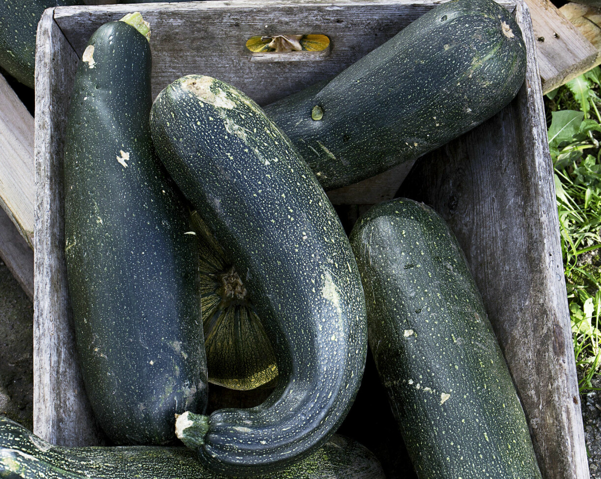 Om squashen får växa till sig blir skalen hårda och skyddar fruktköttet. Då kan de lagras i ett par månader. Nyskördad squash i en trälåda.