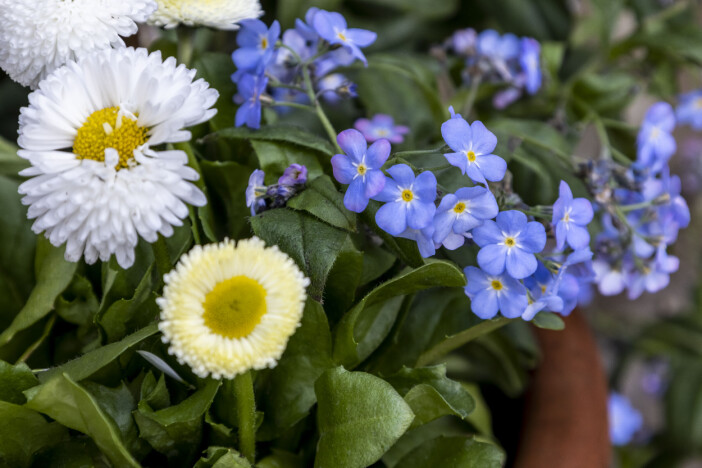 Förgätmigej som köps som vårblomma i kruka är en förädlad sort av den vilda. Den äkta arten börjar blomma först i juni. Bellis och förgätmigej i en kruka.