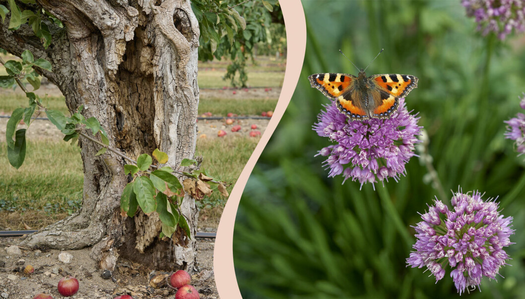 I Skåne finns fyra nyttodjurparker där man skapar en bra miljö för nyttodjur som bin, humlor, fjärilar och skalbaggar och tipsar trädgårdsägare om vad det kan göra för att främja den biologiska mångfalden.