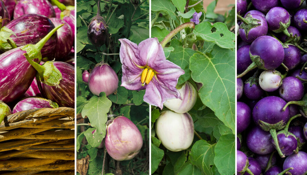 Börja odla aubergine inomhus, flytta sedan ut de till växthus eller varm plats utomhus.